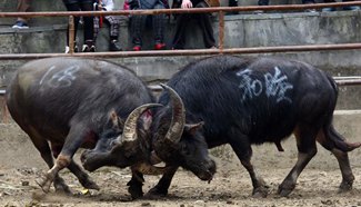 More than ten bulls fight for "Bull King" title in Guangxi