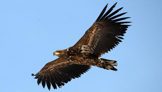 Migrated birds seen in in Jilin, NE China