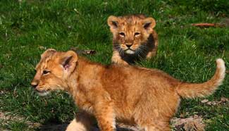 Lion cubs play in lanckendael Zoo of N Belgium