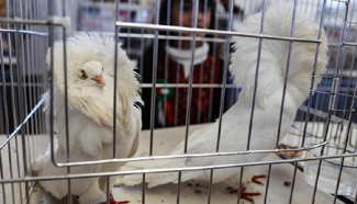 Some 250 pairs of doves presented on exhibition in Gaza City