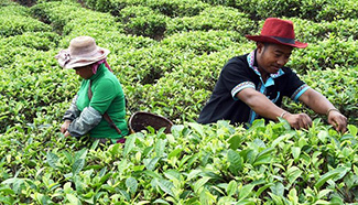 Farmers pick tea leaves in SW China's Yunnan