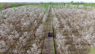 Pear trees begin to put forth blossoms in NW China's Xinjiang