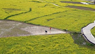 SW China's farmers work in rice field during plow, sow season