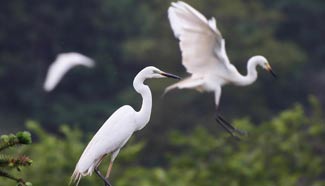 In pics: white egrets at Qidashan Forest Park in E China