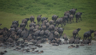 Cattle are good swimmers！