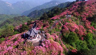 Rhododendrons seen on Guifeng Mountain in China's Hubei