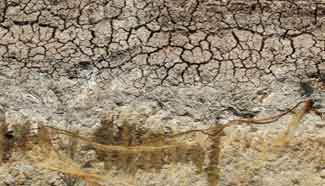 Drought causes severe water shortages in Cambodia