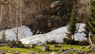 In pics: Spring scenery at Kiran valley in NW China's Xinjiang