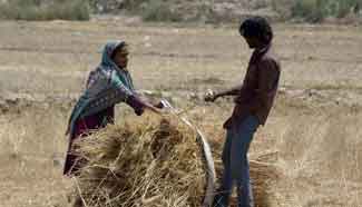Farmers harvest wheat on outskirts of E Pakistan