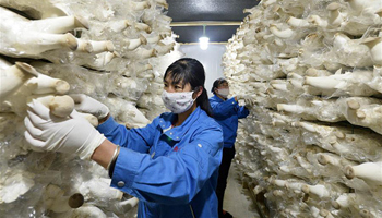 Mushroom cultivation bases established in Pengyang, NW China's Ningxia