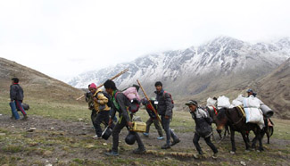 Nepalese people search for yarsagumba at Pupal valley