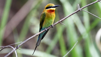 Blue-tailed bee eater reputed as one kind of most beautiful birds in China