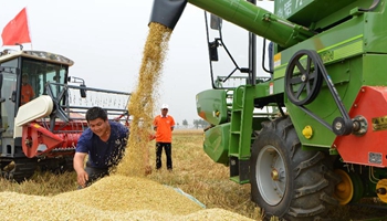 Reapers harvest wheat in N China