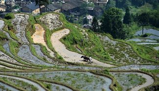 In pics: scenery of terrace fields in China's Zhejiang