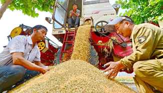 Wheat enters harvest season in N China's Hebei