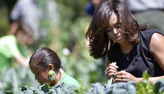 White House Kitchen Garden embraces harvest in Washington D.C.