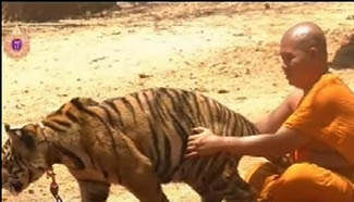 Thai police hunting for abbot of Tiger Temple