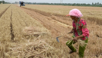 Wheat fields enter harvest season in E China's county
