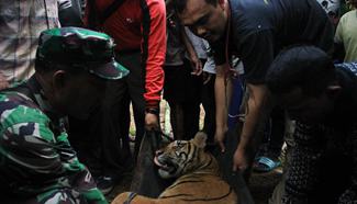People evacuate Sumatran Tiger in Indonesia