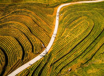 Tea field transformed from abandoned mines seen in E China