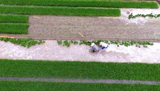Aerial photos show farmers transplanting rice seedlings in fields