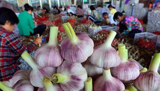 Jinxiang County becomes important garlic growing area in China