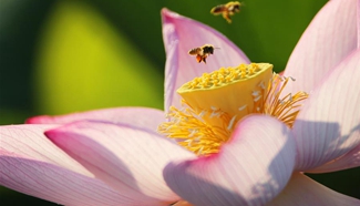 Another season for appreciating lotus comes after summer solstice