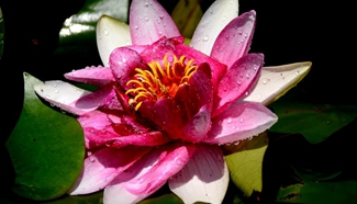 Blooming lotus seen in NW China's Gansu