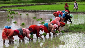 Nepalese people start planting rice paddies as monsoon season begins