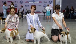 World Dog Show 2016 kicks off in Moscow