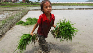 Nepalese people start planting rice paddies as monsoon season begins