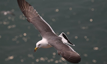 Yellow-billed gulls inhabit on Cheniushan Island in E China's Lianyungang