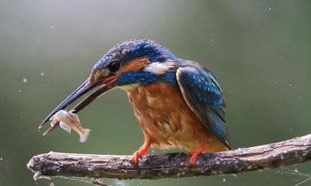 Kingfisher catches fish in Beijing Niukouyu water reservoir