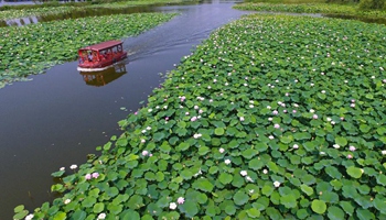 Tourists on sightseeing boat view lotus blossoms in E China