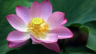 Lotus flowers bloom in Tianjin, north China