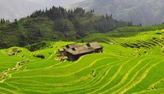 Amazing terraced fields in China's Guizhou