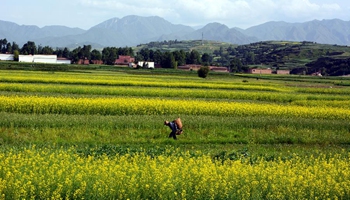 Scenery of cole flower fields in Weiyuan County, NW China's Gansu
