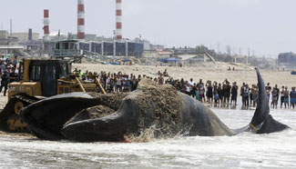 Dead humpback whale seen at Dockweiler State Beach in Los Angeles