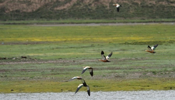 SW China's Sun Lake Wetland attracts tens of thousands of migrant birds