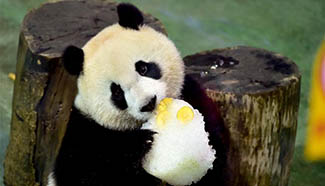 Birthday party held for giant panda "Yuanzai" at Taipei Zoo