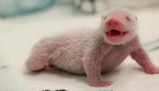 One-week-old giant panda twins shown in south China's Macao