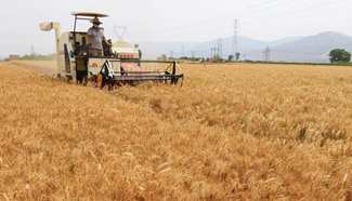 Farmers harvest wheat in northwest China's Gansu