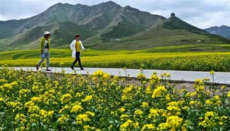 Rapeseed flowers in full bloom in NW China