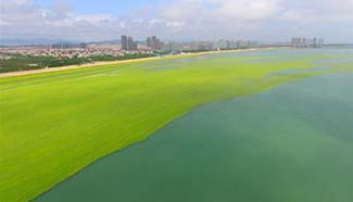 Clear-up work of green algae underway in E China