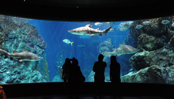 People visit Siam Ocean World in Bangkok