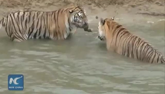 Siberian tigers trained for wild in NE China