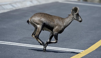 Blue sheep search for food in Helan Mountain of NW China's Ningxia