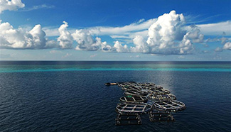 Commercial fish cultured at farm in Meiji Reef of S. China Sea