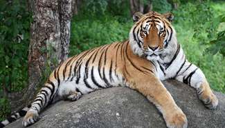 Across China: NE China Siberian tigers endure heat waves