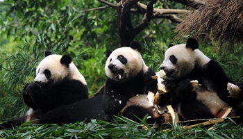 The world's only surviving panda triplets weaned from milk